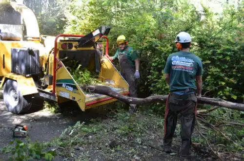 tree services Highland Beach